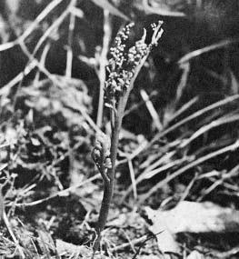 Vrsta Botrychium matricariifolium (Retz.) A. Br. ex Koch, Medvednica (preuzeto iz MARKOVIĆ 1975:159) Card image cap